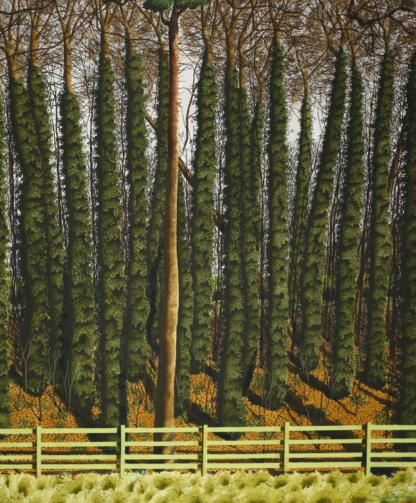 The Scots Pine